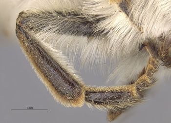 Media type: image;   Entomology 17205 Aspect: Leg hind
